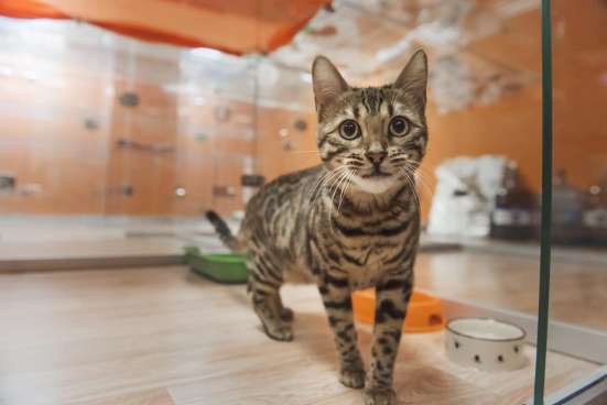 Открой гостиницу для животных вместе с BookingCat в Ижевске фото 8