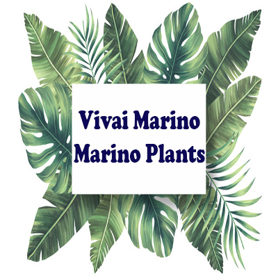 Vivai Marino - Marino Plants +390817111859