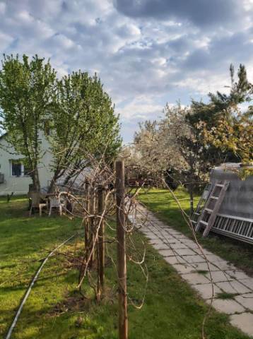 Kis kertes családi ház eladó Szeged-Gyálaréten - Szeged, Kókusz utca - Eladó ház, Lakás 5