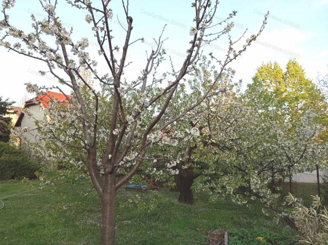 Amire már nem kell költeni... - Gödöllő - Családi ház 6