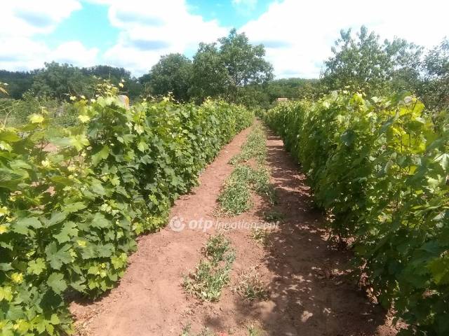 Eladó Mezőgazdasági, Derecske - Derecske, Hajnal utca - Termőföld, Szántó 18