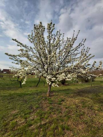 Eladó 140 m2-es családi ház Zamárdi - Zamárdi - Családi ház 24